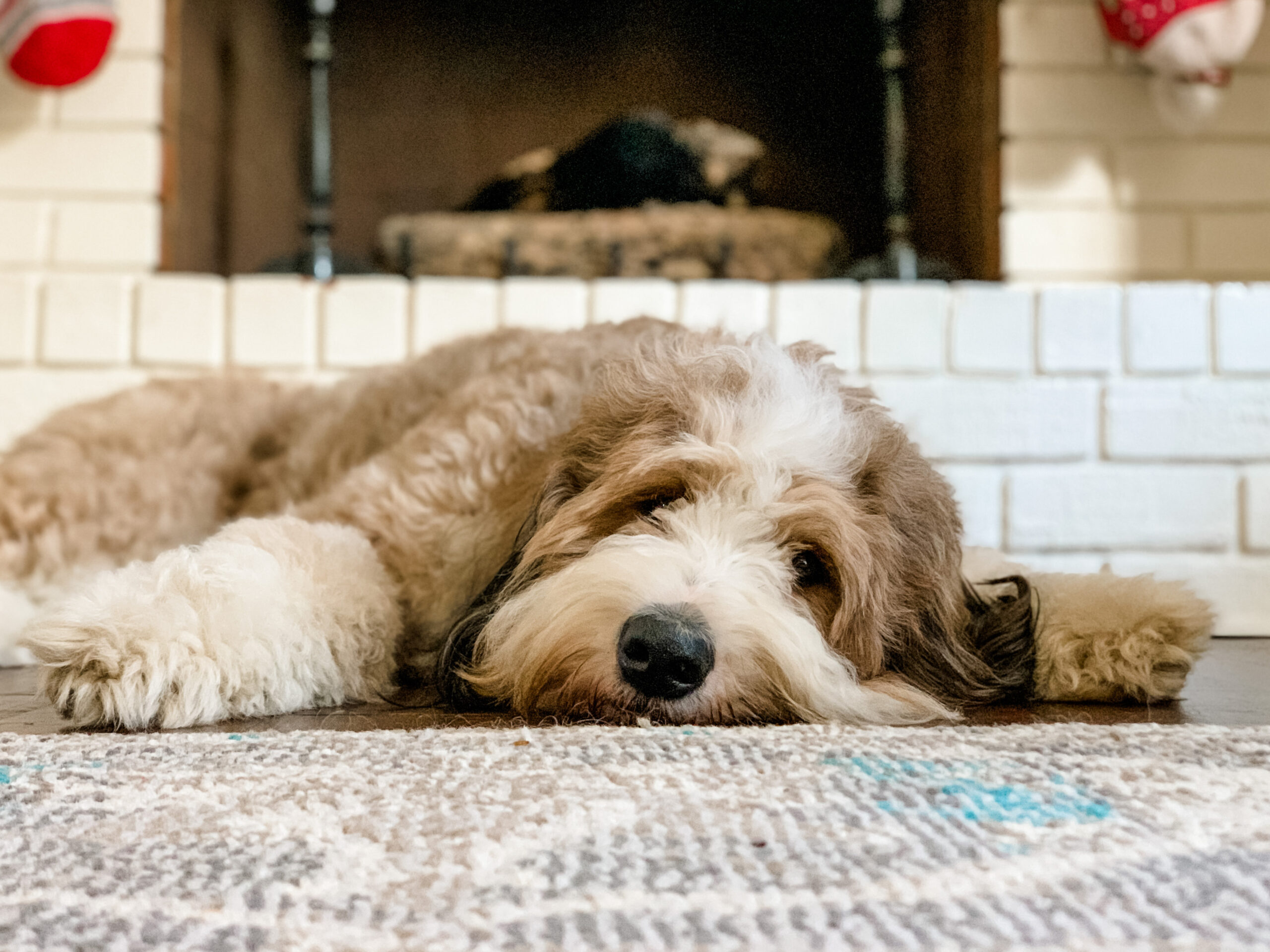 bernedoodle laying on ground at home in Tennessee