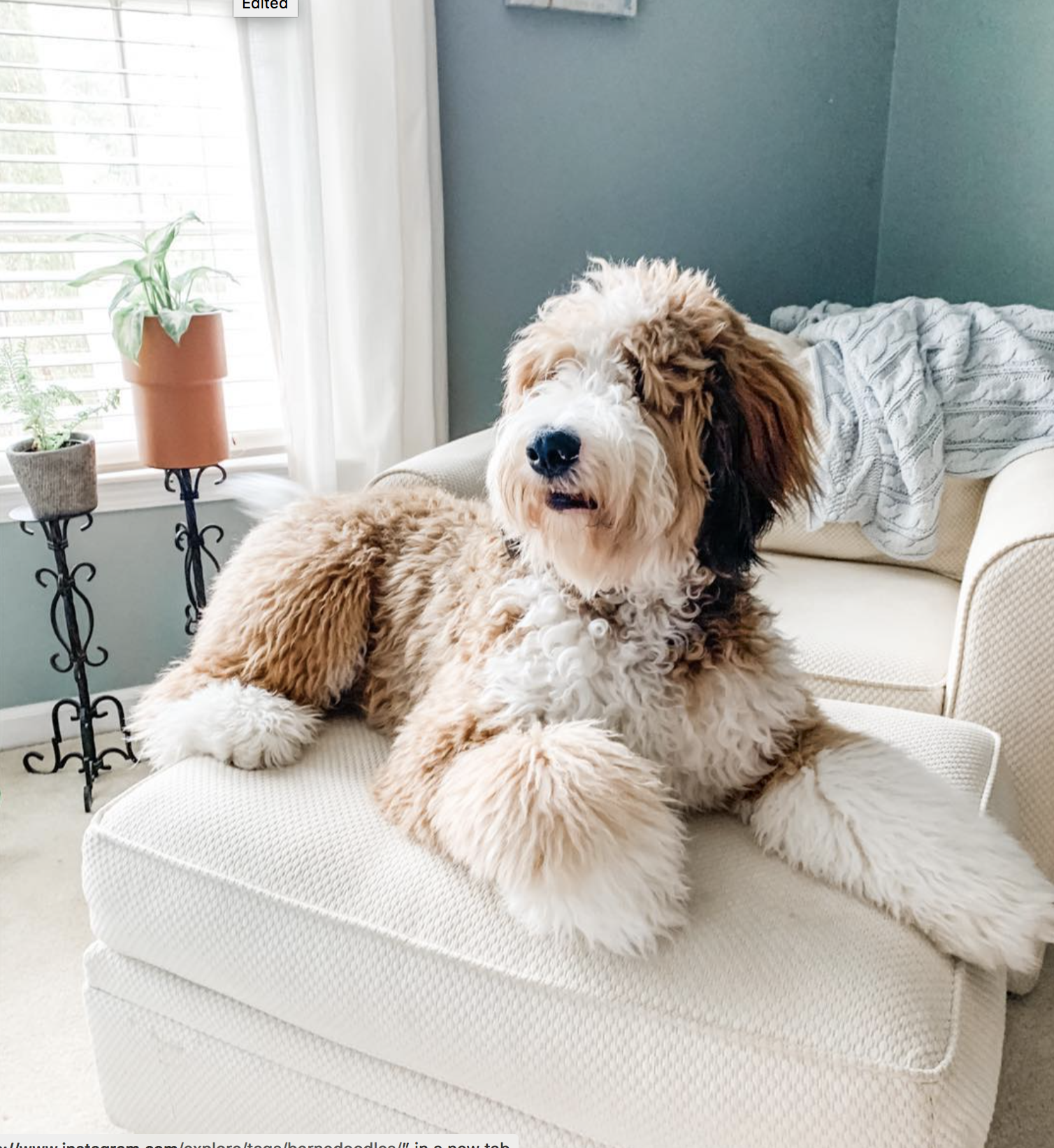 Cream bernedoodle hot sale