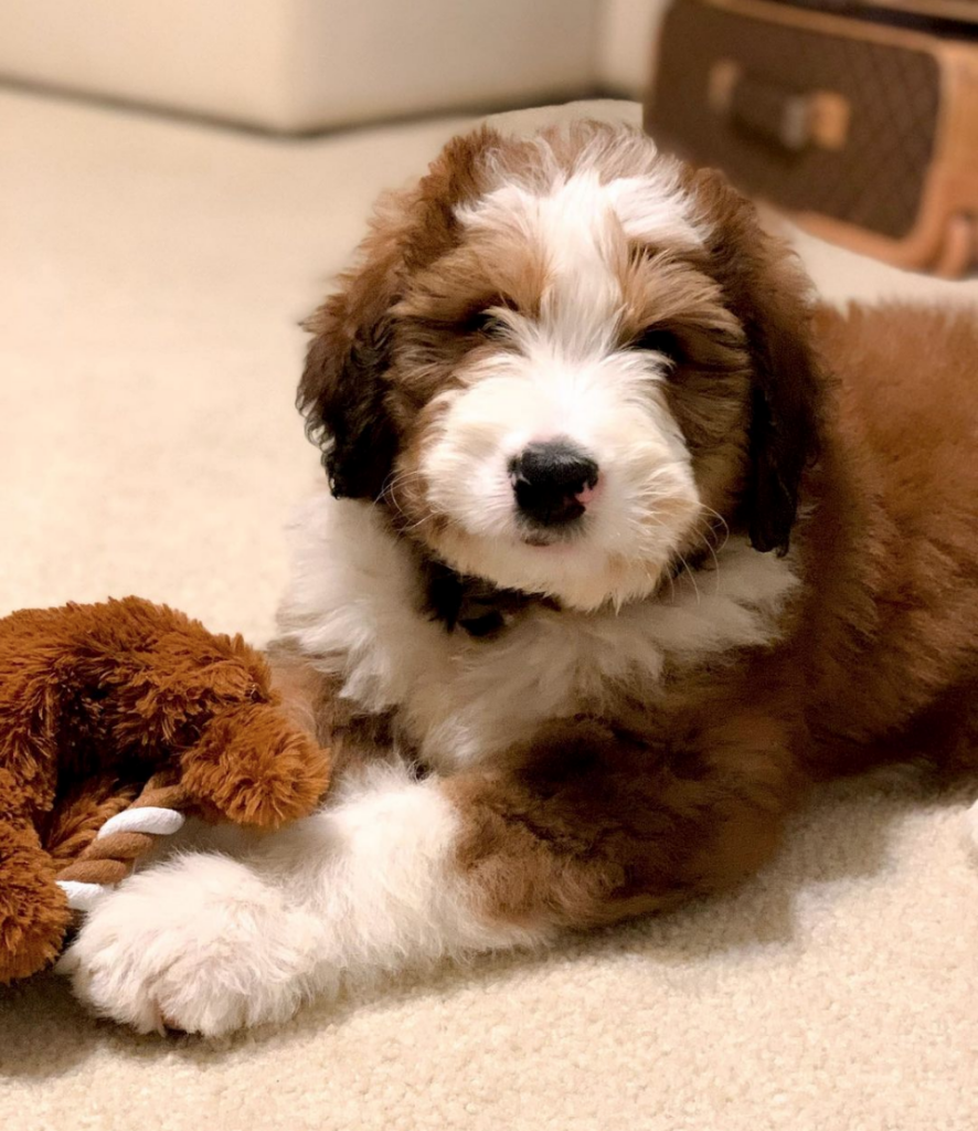 bernedoodle puppy playing with toy