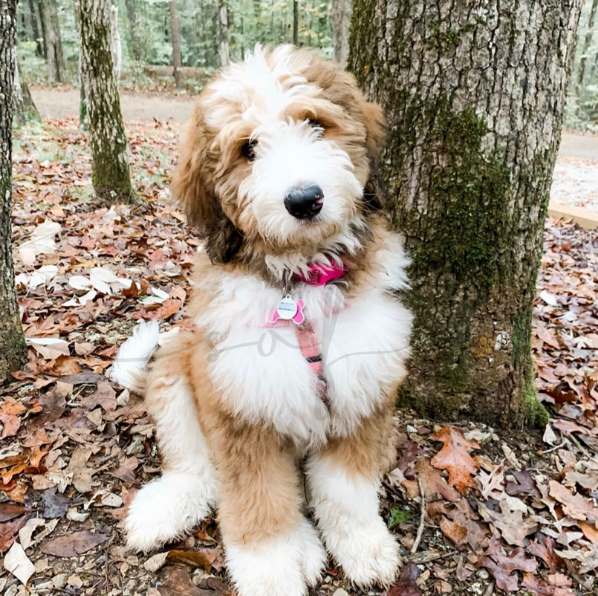 bernedoodle puppy in camping in tennessee