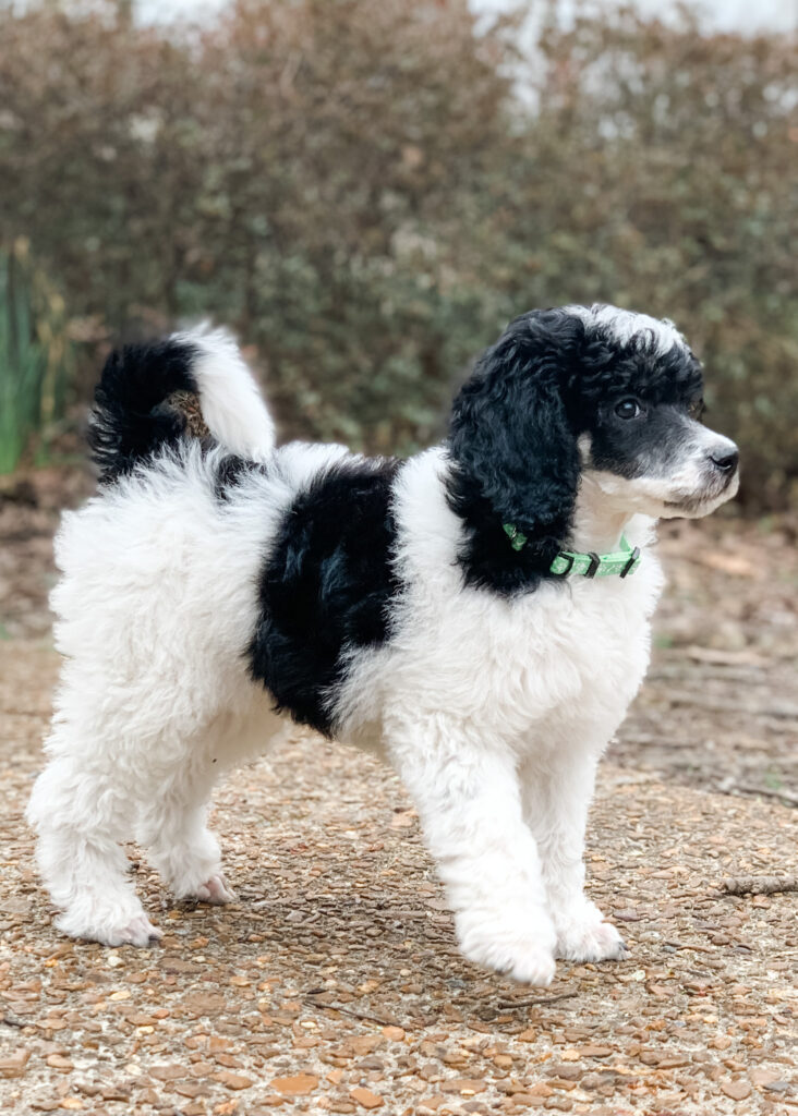 tri colored moyen poodle puppy